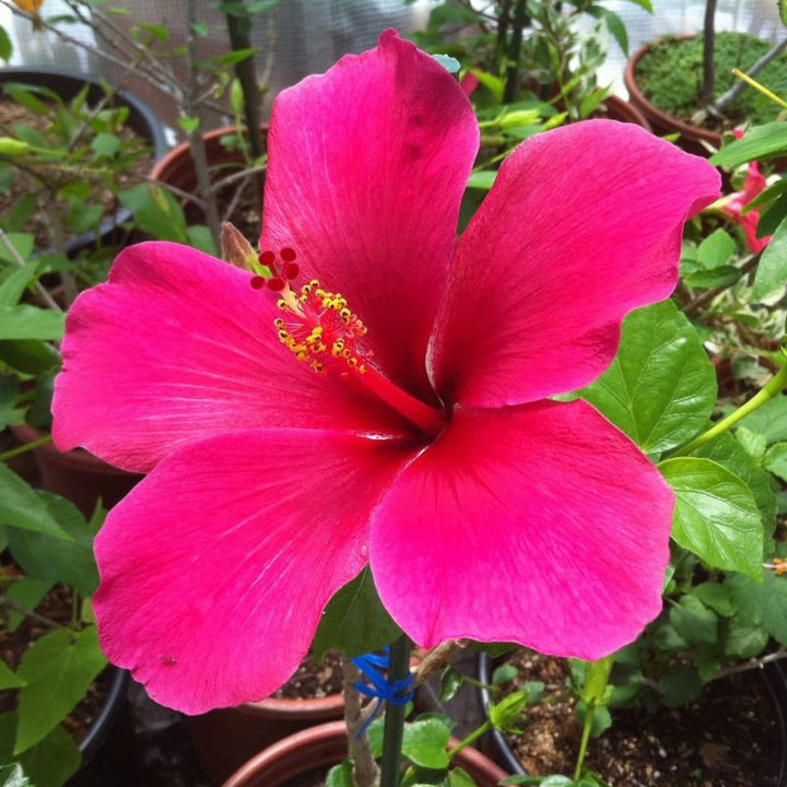 Mørkelyserøde Hibiscus Blomsterfrø - 100 stk