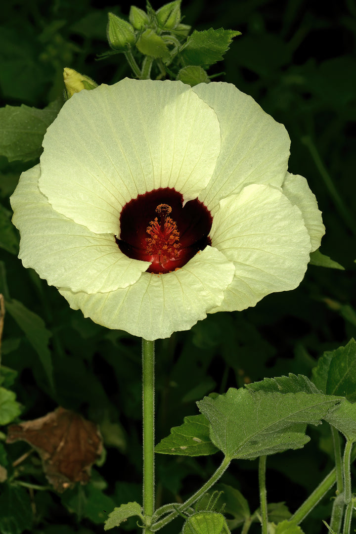Hibiscus Vitifolius Flower Seeds for Planting – Heirloom Non-GMO Seeds, High Germination Organic Garden Blooms
