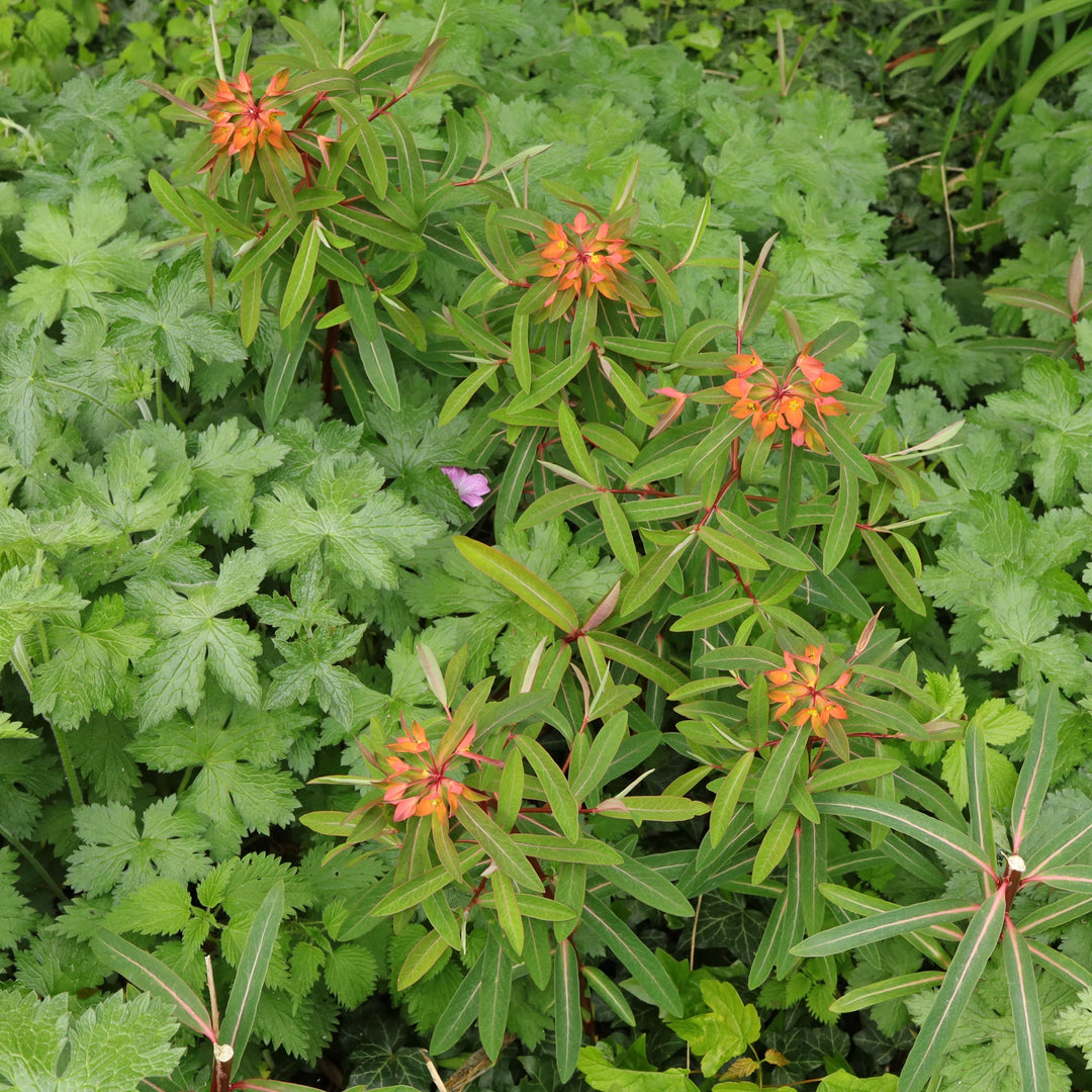 Røde Griffithii blomsterfrø til plantning - 100 stk