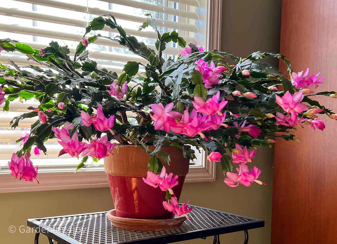 Heirloom Non-GMO Schlumbergera Flower Seeds for Planting – Ideal for Balcony Pots, High Germination Organic Seeds