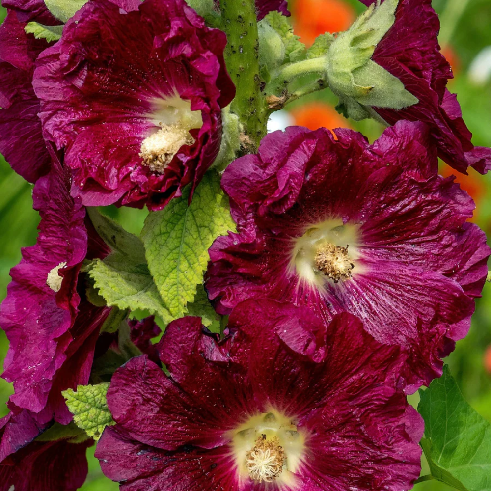 white purple flower seeds