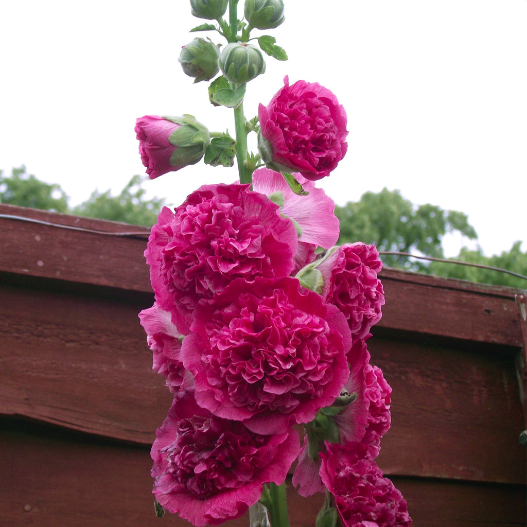 Heirloom Hollyhock Flower Seeds, Non-GMO Tall Cottage Garden Blooms for Vibrant Planting