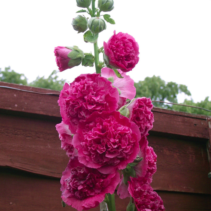 Heirloom Hollyhock Flower Seeds, Non-GMO Tall Cottage Garden Blooms for Vibrant Planting