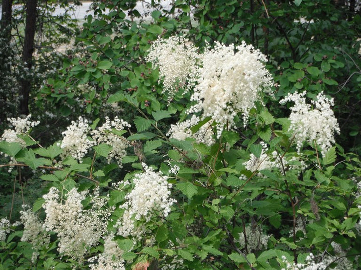 Heirloom Non-GMO Holodiscus Discolor Flower Seeds – Ornamental Shrub Seeds for Planting, High Germination Organic Blooms