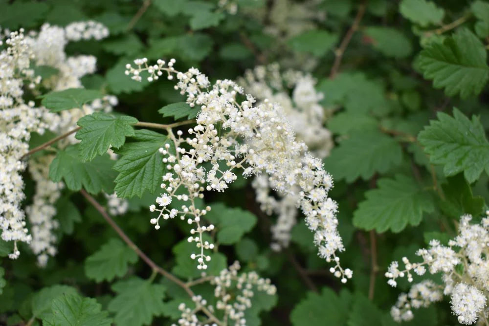 Heirloom Non-GMO Holodiscus Discolor Flower Seeds – Ornamental Shrub Seeds for Planting, High Germination Organic Blooms