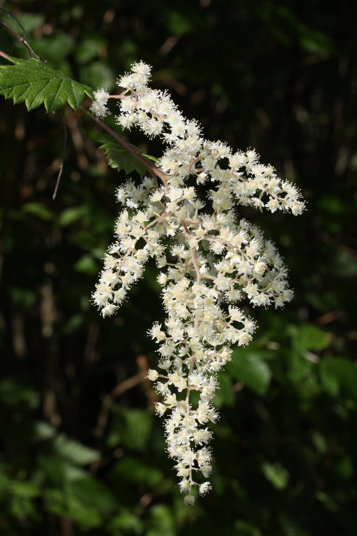 Heirloom Non-GMO Holodiscus Discolor Flower Seeds – Ornamental Shrub Seeds for Planting, High Germination Organic Blooms