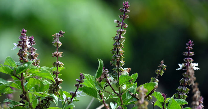 Basil Scented Flower Seeds for Planting – Heirloom, Non-GMO, Unique Fragrant Variety with High Germination