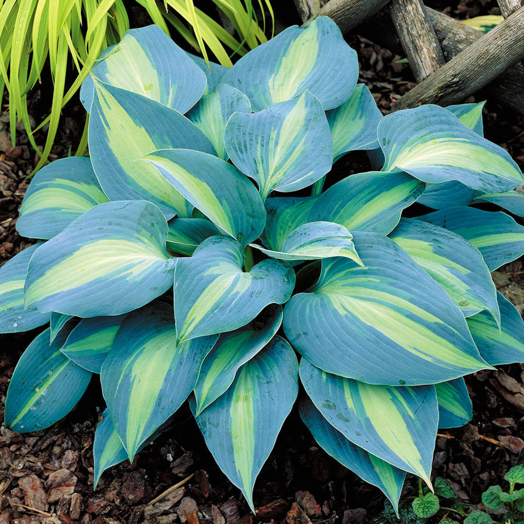 hosta plant seeds Heirloom Non-GMO Hosta Perennial Plant Seeds for Planting 100 pcs