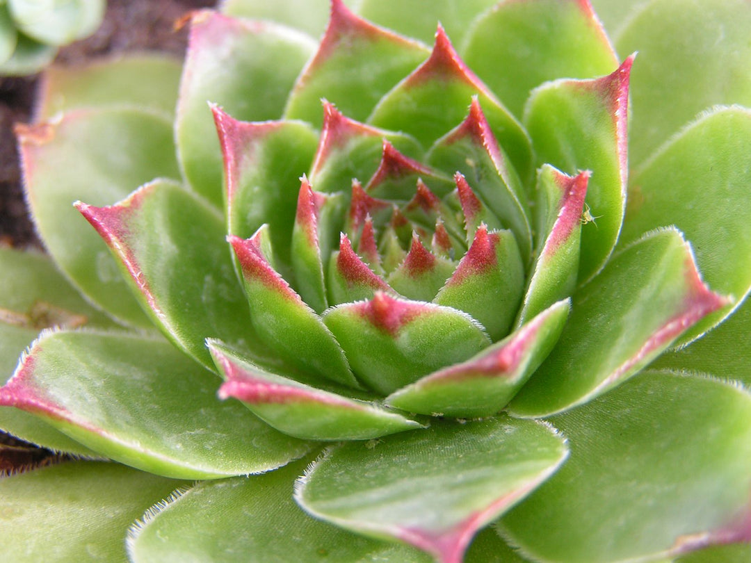 Grønne Sempervivum plantefrø til udplantning - 100 stk