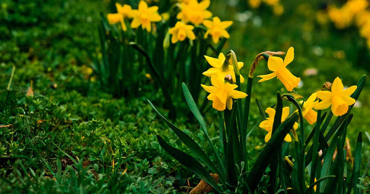 Narcissus Blomsterfrø Tykke Gule til udplantning, 100 stk