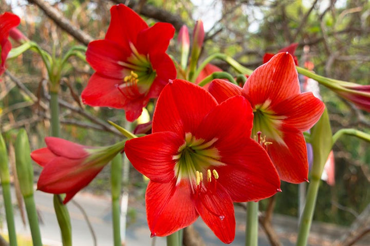 Hippeastrum blomsterfrø til udplantning, Grøn Rød, 100 stk