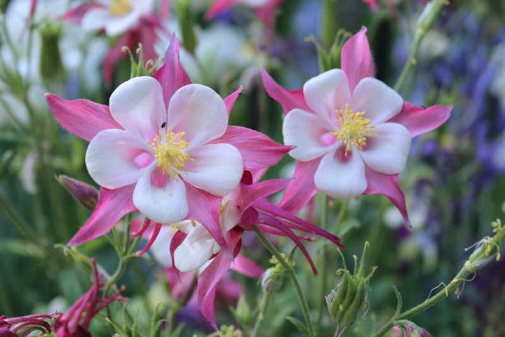 Aquilegia Flower Seeds 100 p for Planting 100 pcs