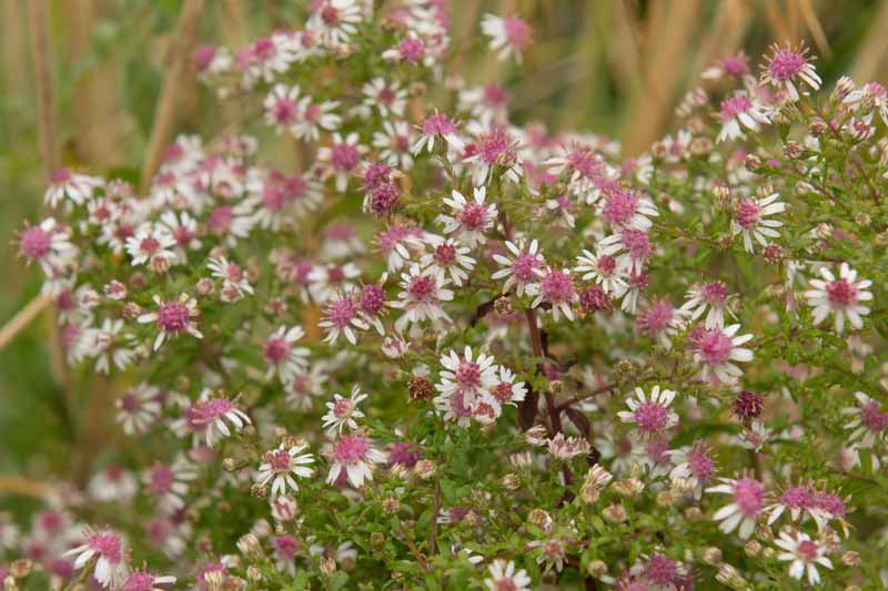 Aster Lateriflorus Flower Seeds – Heirloom, Non-GMO Flower Seeds for Planting