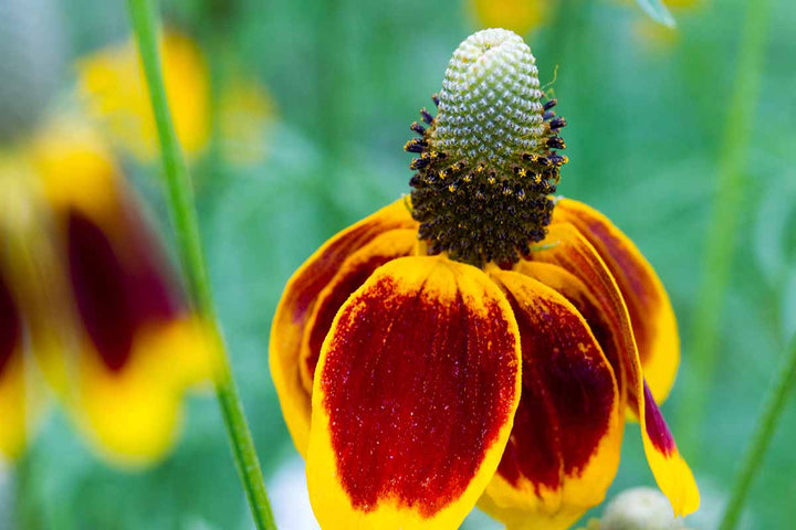 Heirloom Non-GMO Mexican Hat Flower Seeds for Planting – Drought-Tolerant Wildflower Blooms