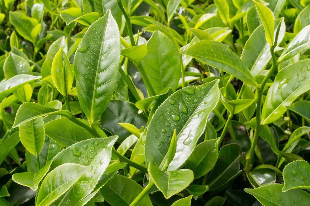 camellia sinensis flower seeds