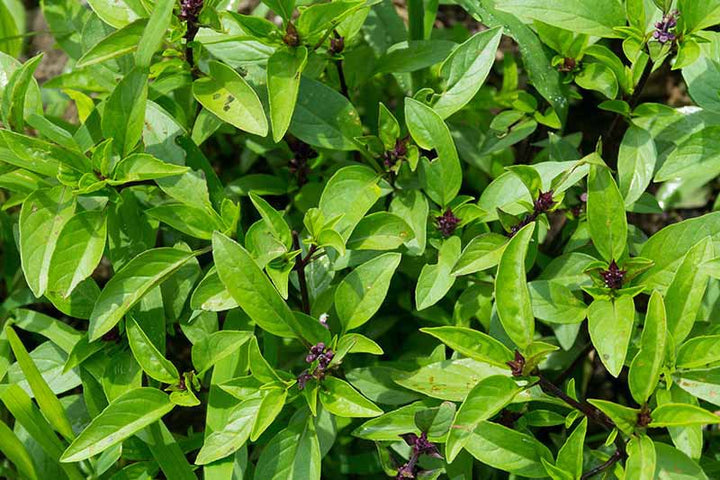 Thai Basil Seeds Heirloom Non-GMO Herb Seeds for Planting