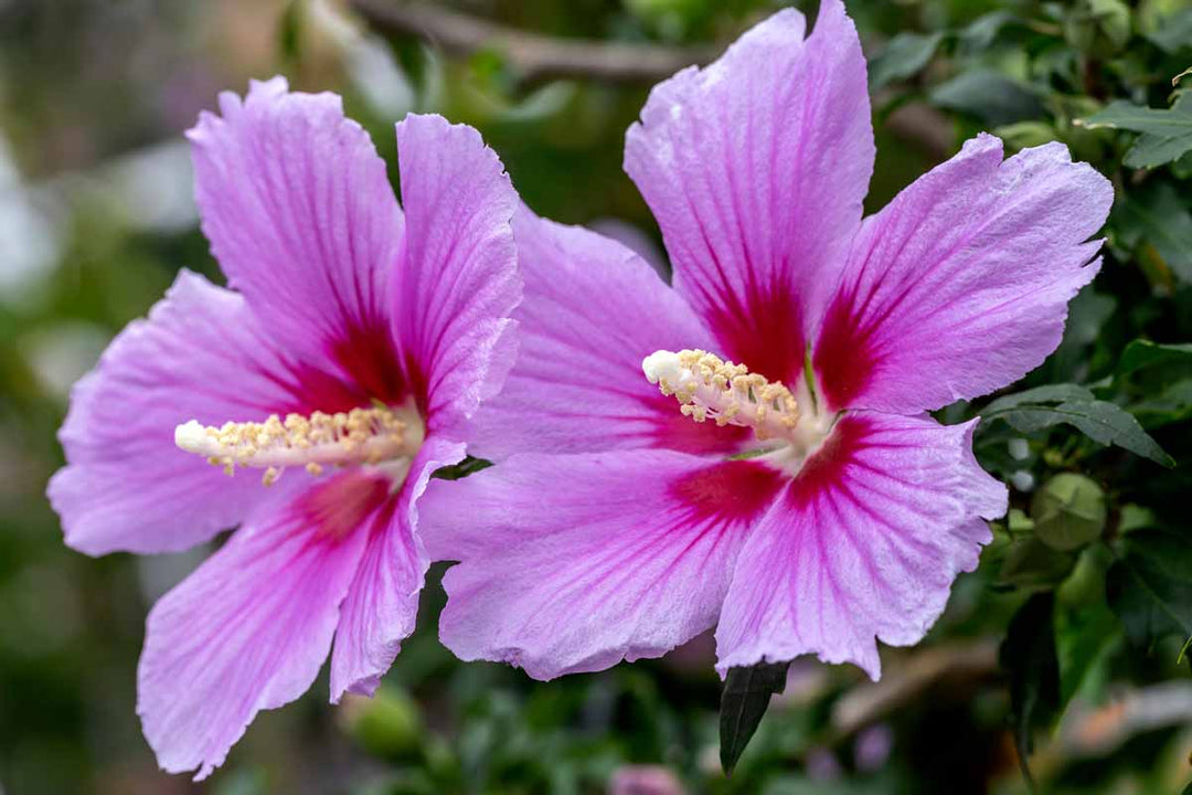 hibiscus hibiscus flower seeds