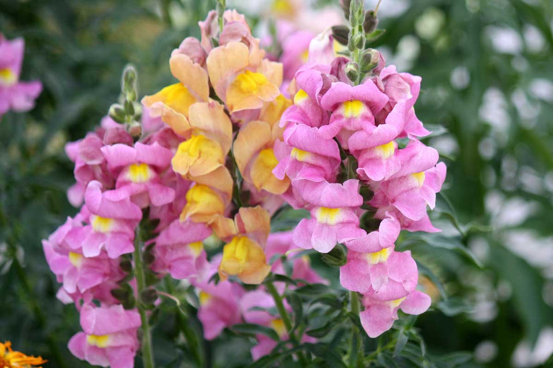 antirrhinum majus flower seeds