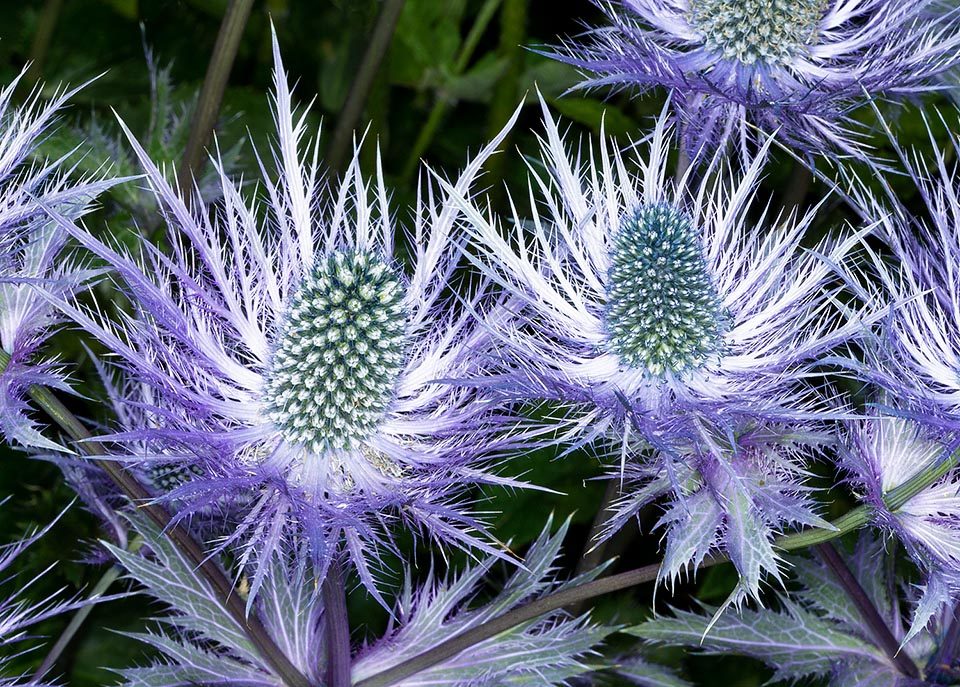 Havkristtorn Alpine Blå Blomsterfrø til udplantning 100 stk