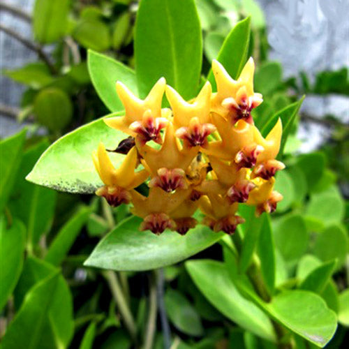 Hoya Bloom Blomsterfrø til udplantning - 100 stk