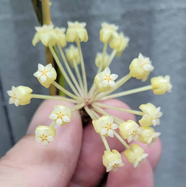 Light Yellow Hoya Flower Seeds for Planting 100 pcs