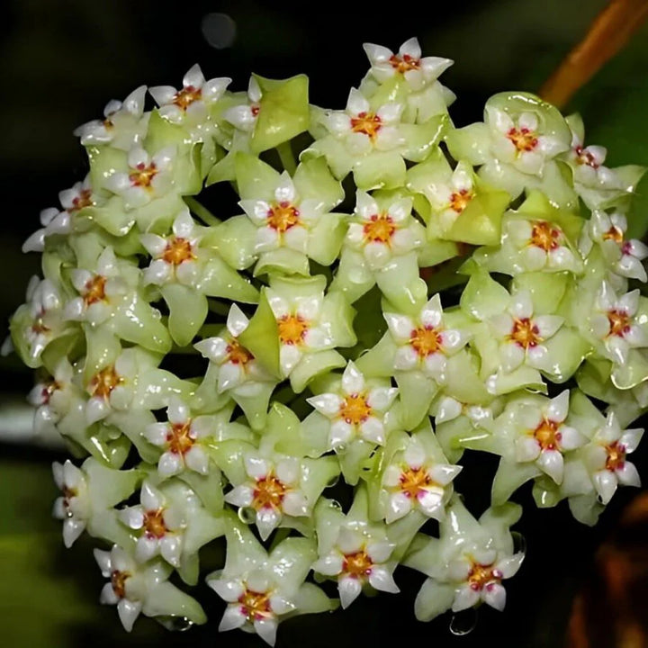 Grøn Hvid Hoya Blomsterfrø Lysegrøn til udplantning, 100 stk