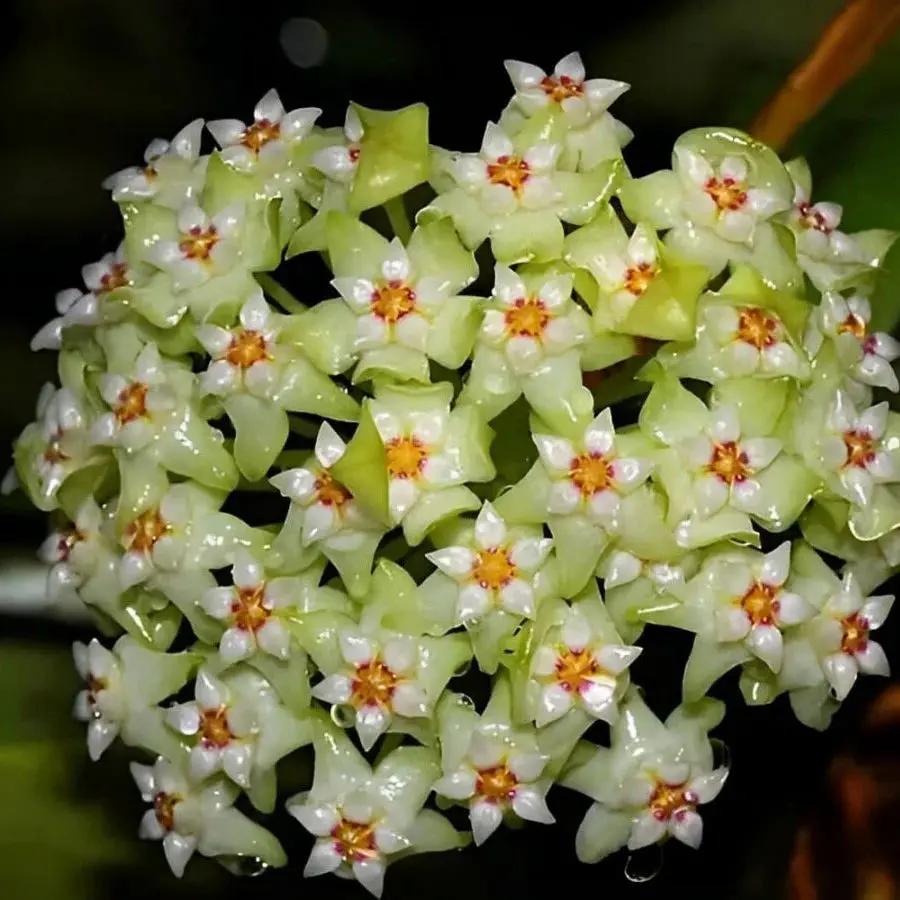 green white flower seeds