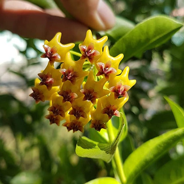 Hoya Bloom Blomsterfrø til udplantning - 100 stk