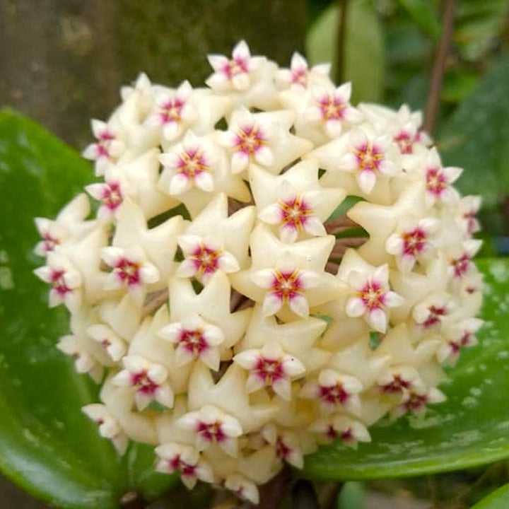 Friske Hoya Carnosa blomsterfrø til udplantning, lysegul 100 stk