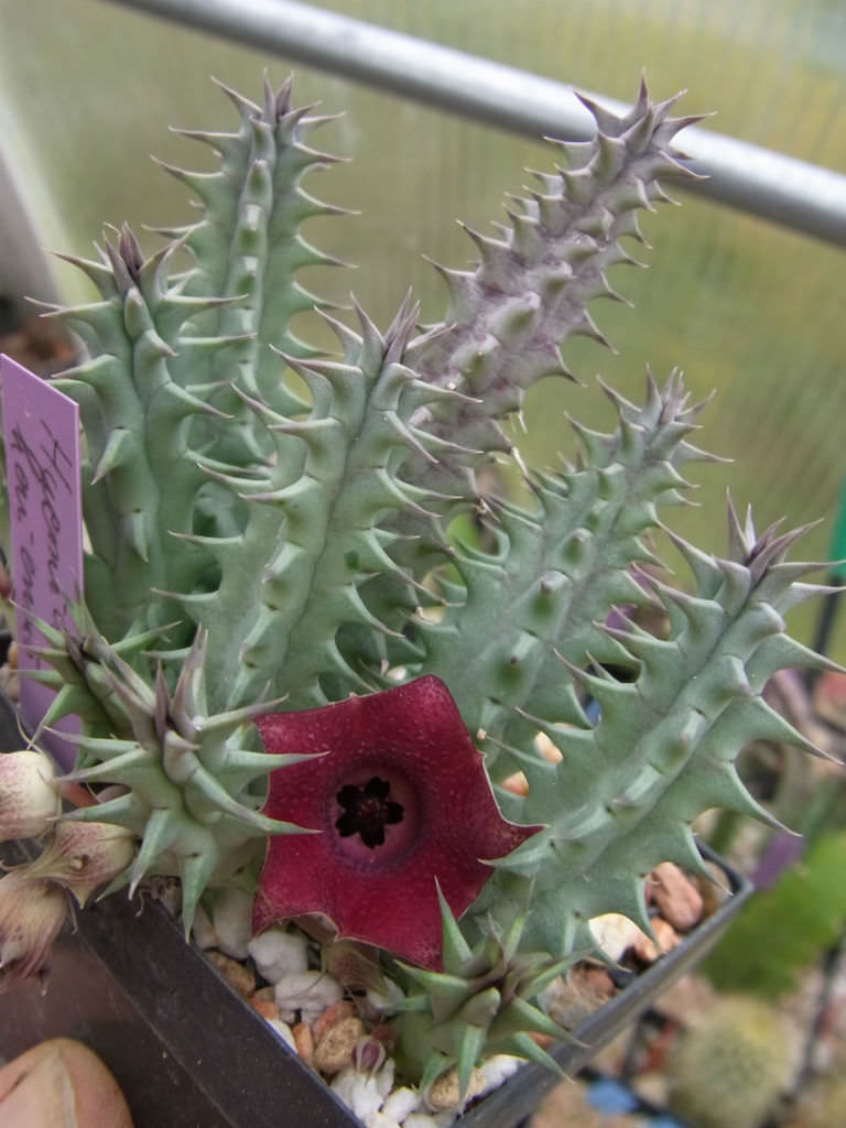 Huernia Keniensis Blomsterfrø til udplantning, 100 stk