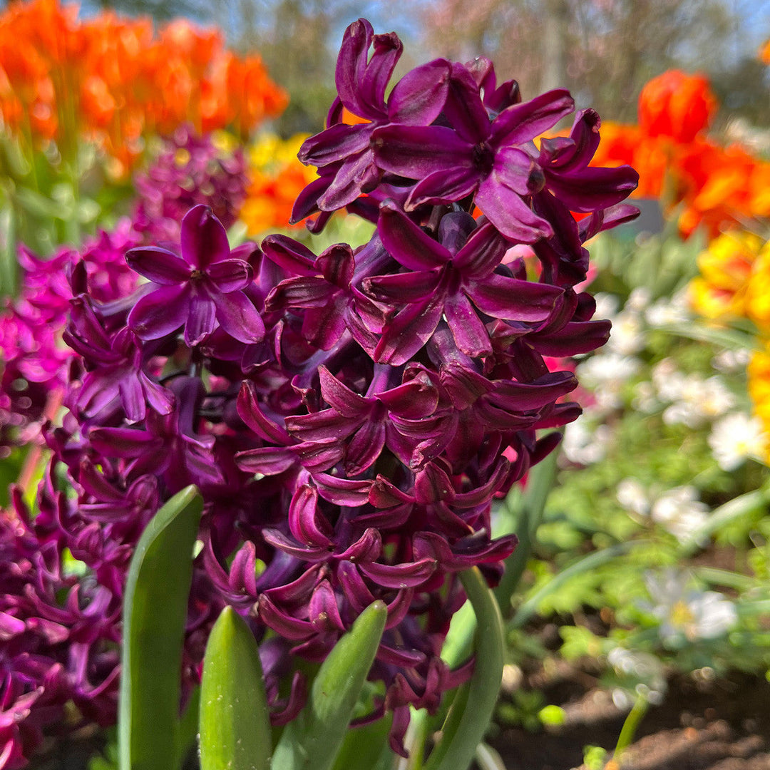 hyacinth flower flower seeds