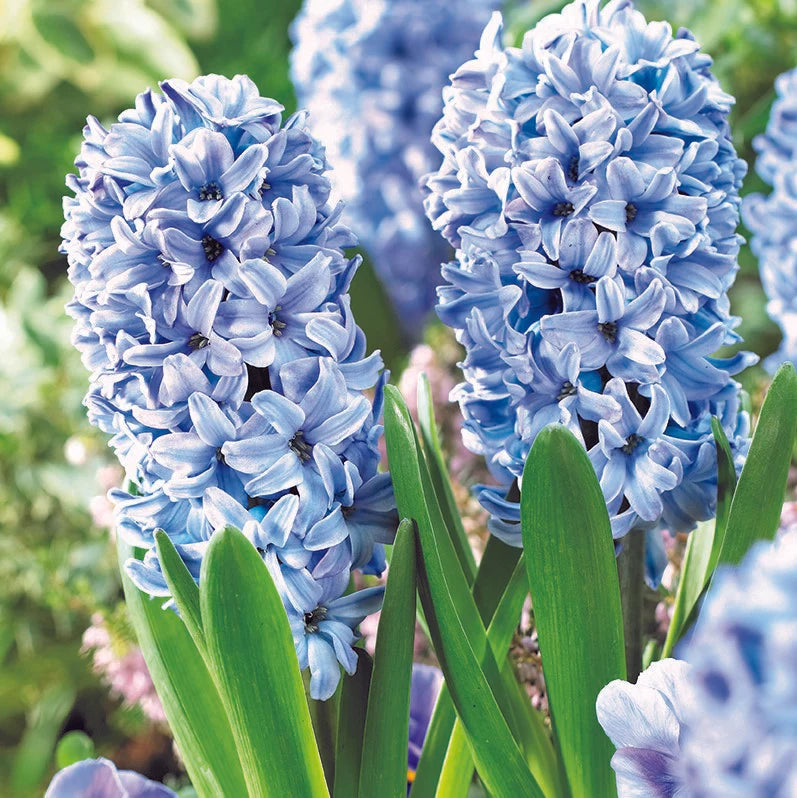 Hyacinthus Orientalis Flower Seeds for Planting – Heirloom, Non-GMO, High Germination Organic Garden Seeds