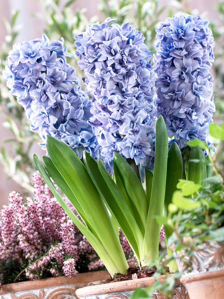 Hyacinthus Orientalis Flower Seeds for Planting – Heirloom, Non-GMO, High Germination Organic Garden Seeds
