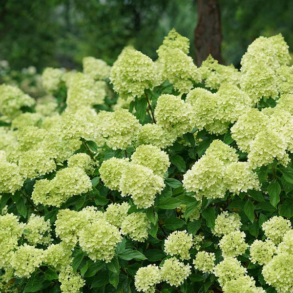 Lille Lime Hortensia Blomsterfrø til udplantning, 100 stk