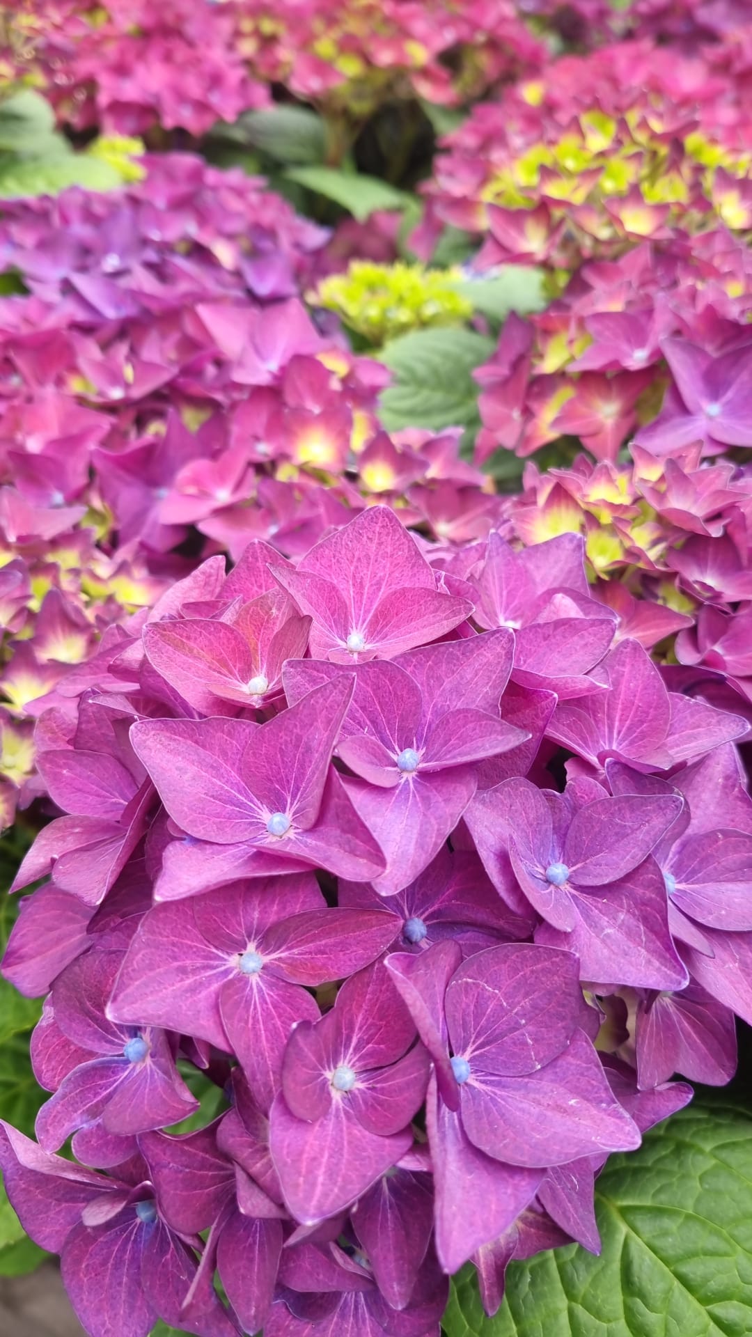 Hydrangea Flower Seeds Purple for Planting, 100 pcs