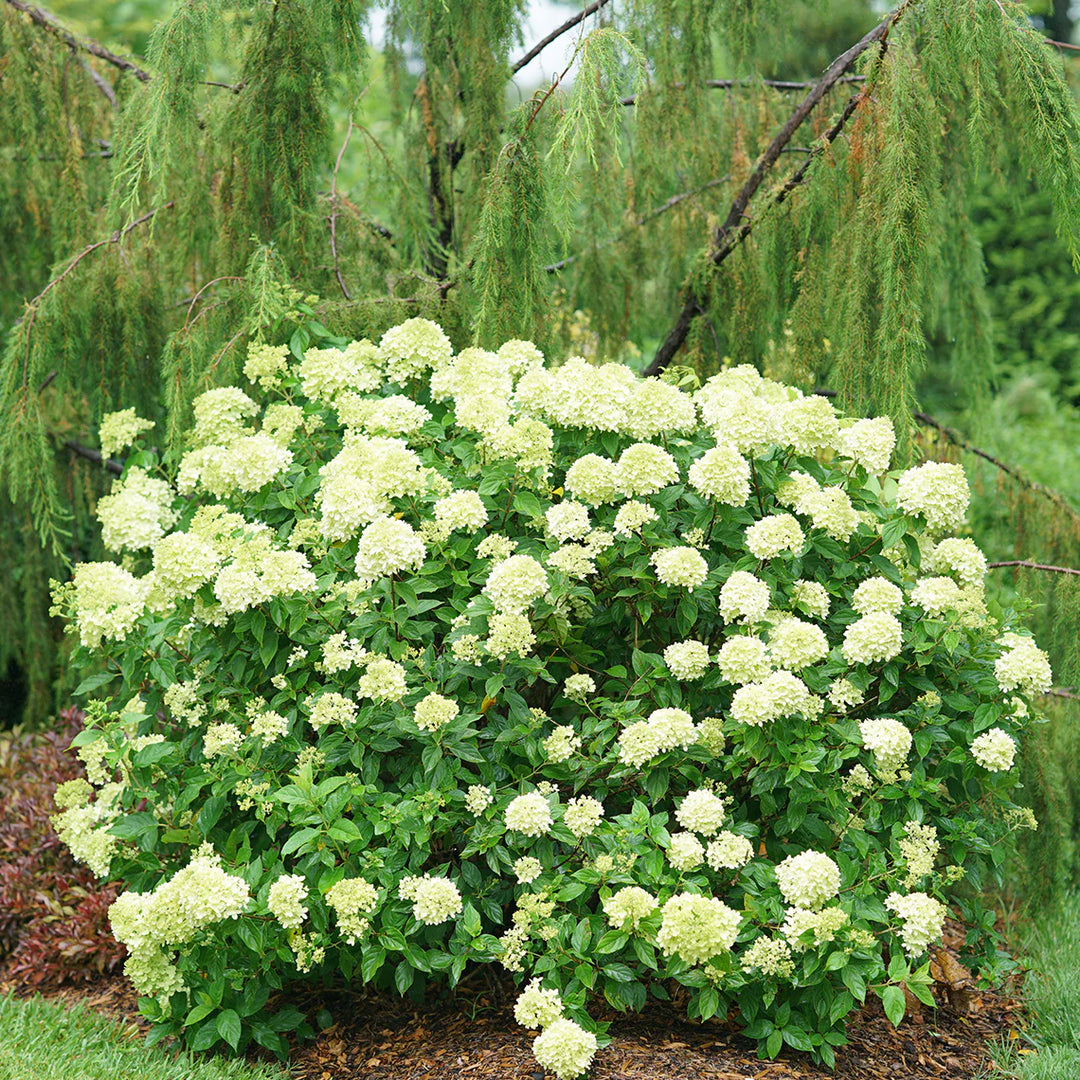 Lille Lime Hortensia Blomsterfrø til udplantning, 100 stk