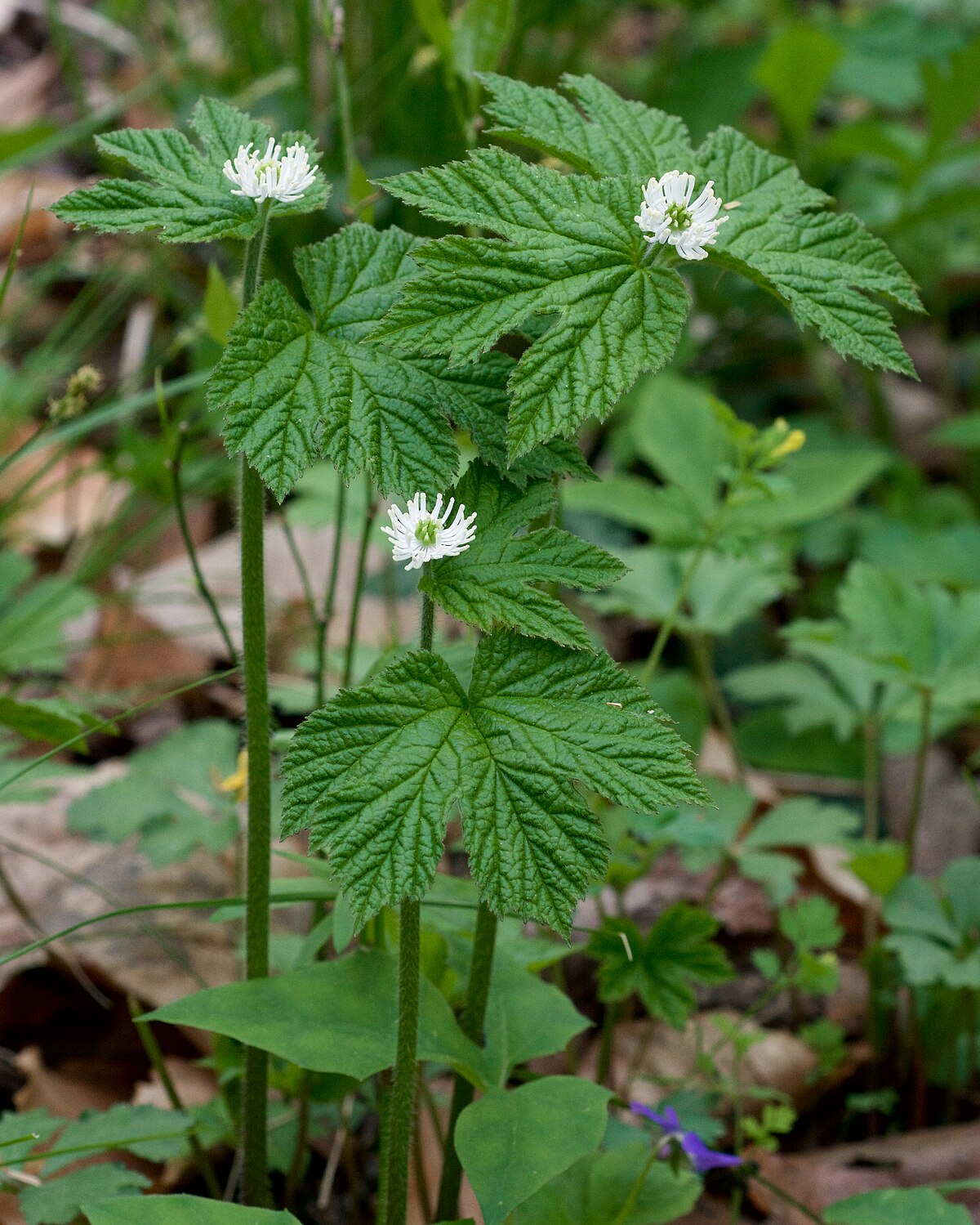 goldenseal seeds for planting Goldenseal Root Seeds (Hydrastis canadensis) for Planting – Heirloom, – Neeraseeds