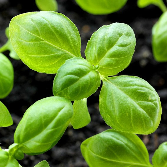 Genovese basilikumurtefrø til plantning, organisk arvestykke ikke-GMO