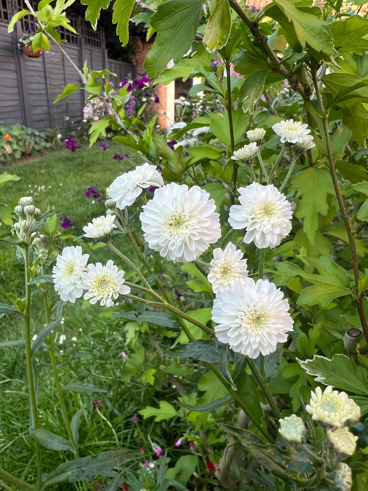 ptarmica flower flower seeds