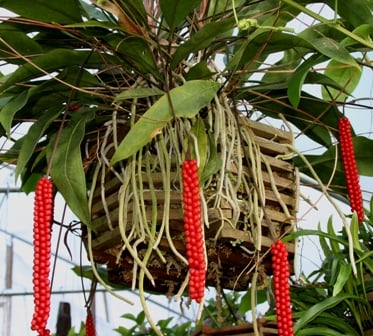 Anthurium ‘Red Pearl’ Plant Seeds - Heirloom and Non-GMO garden seeds for planting