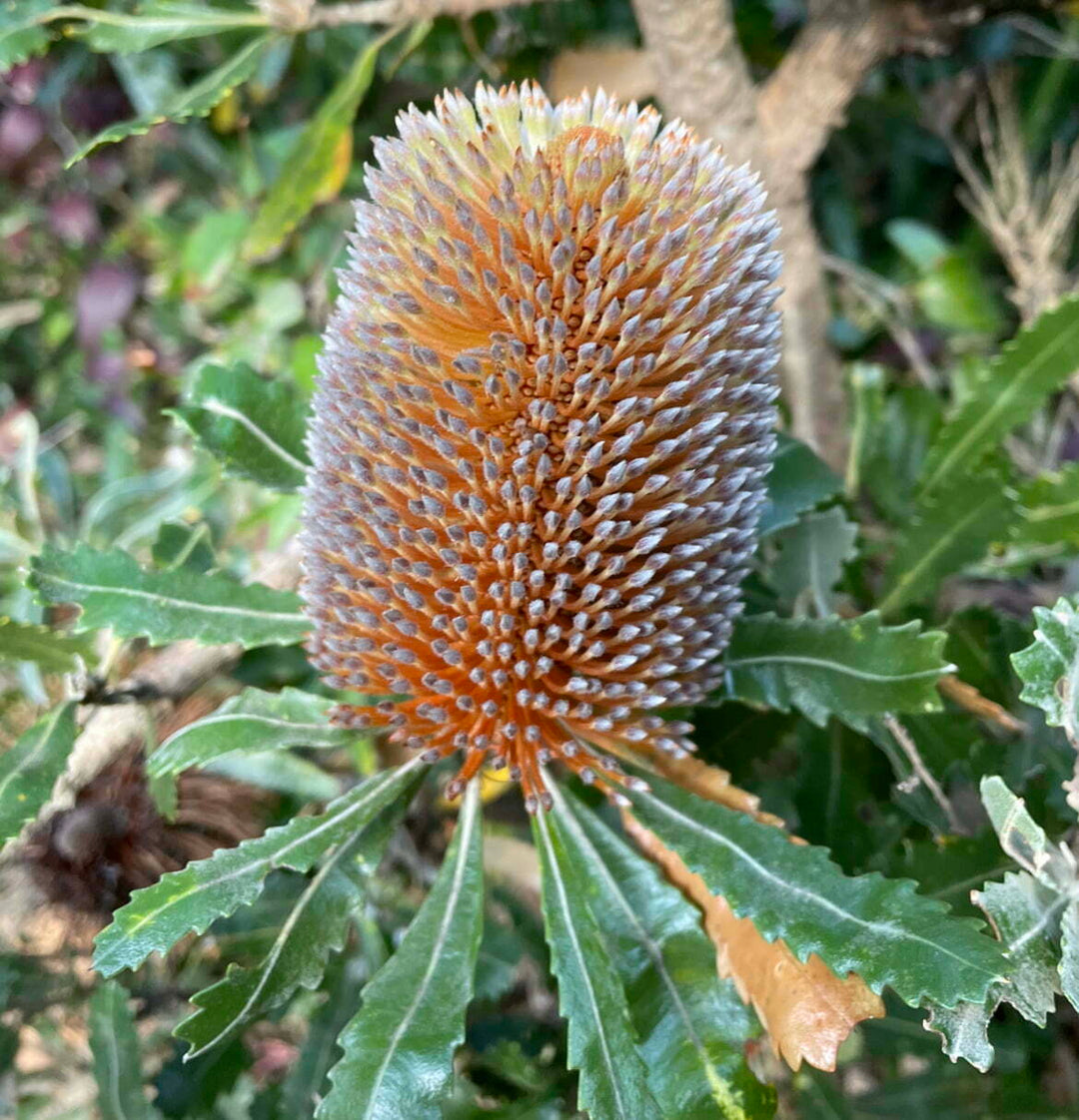 banksia plant flower seeds