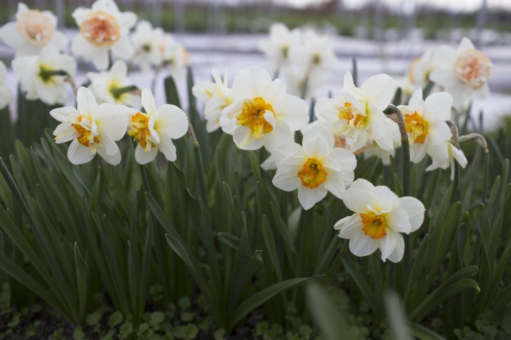 Friske Narcissus Blomsterfrø til udplantning, lyseblå 100 stk