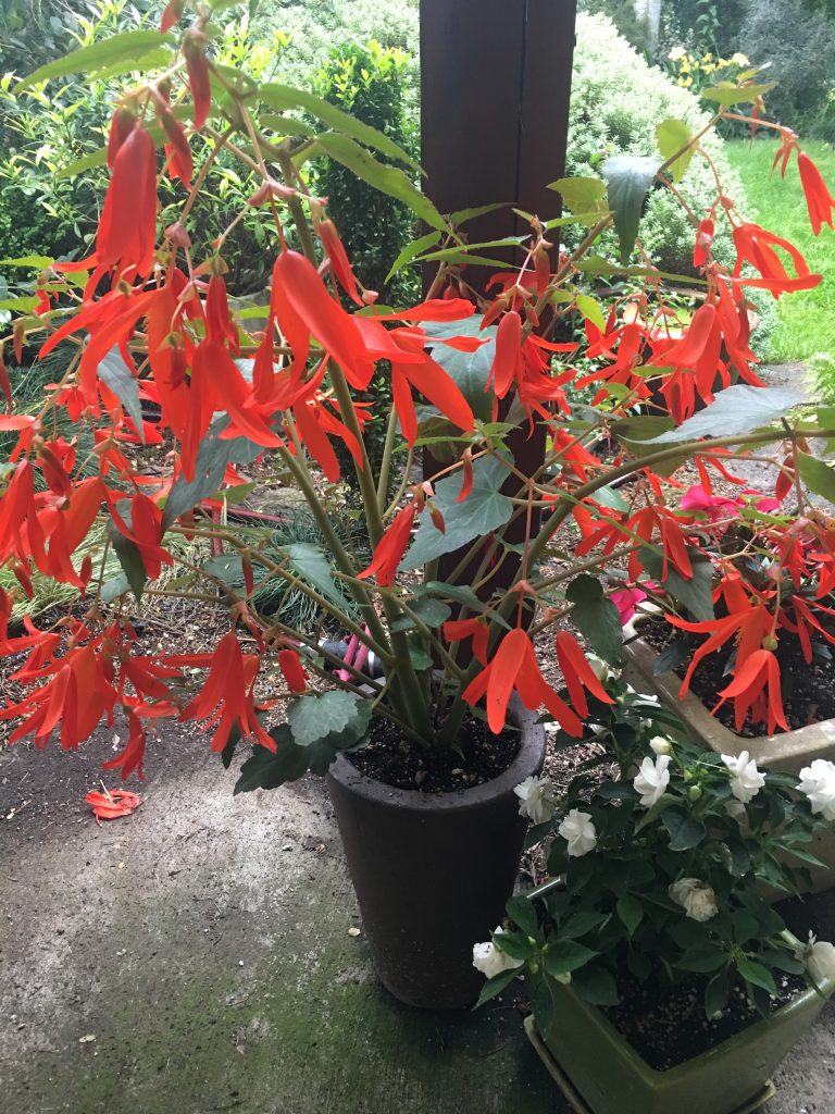 Heirloom Boliviensis Flower Seeds, Non-GMO Vibrant Tuberous Blooms for Lush Garden Planting