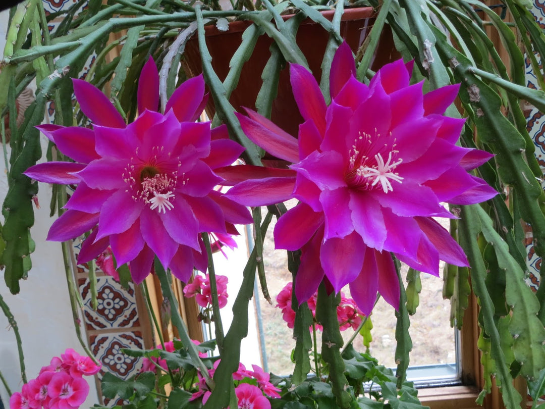 Purple Epiphyllum Oxypetalum Flower Seeds – Heirloom Non-GMO Seeds for Garden Planting