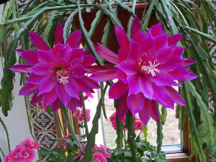 Purple Epiphyllum Oxypetalum Flower Seeds – Heirloom Non-GMO Seeds for Garden Planting