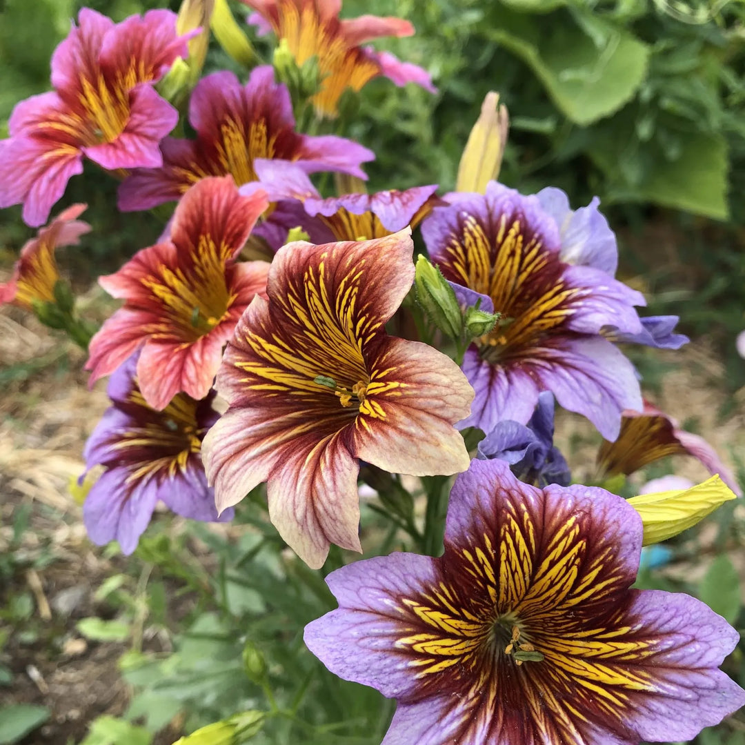 Heirloom Non-GMO Salpiglossis Flower Seeds for Planting – Colorful Trumpet-Shaped Blooms | High Germination