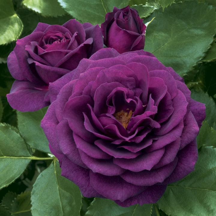 Rose Flower Seeds for Planting - Purple & Black 100 pcs