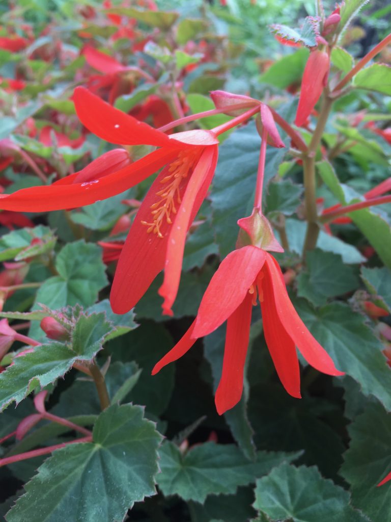 Heirloom Boliviensis Flower Seeds, Non-GMO Vibrant Tuberous Blooms for Lush Garden Planting