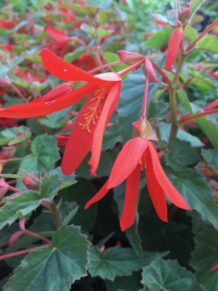 Heirloom Boliviensis Flower Seeds, Non-GMO Vibrant Tuberous Blooms for Lush Garden Planting