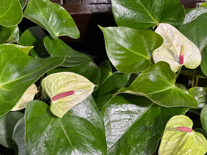 Friske Anthurium Blomsterfrø til Plantning, Havgrøn 100 stk